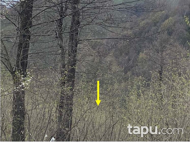 Ordu Gürgentepe'de 3.778 m2 Fındık Bahçesi