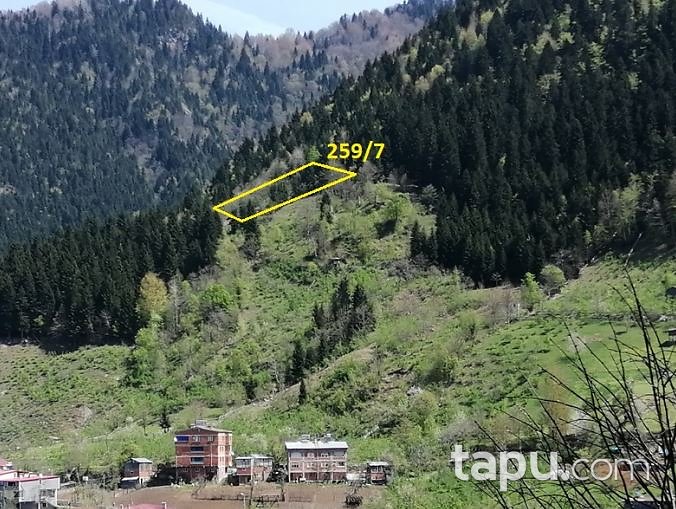 Artvin Borçka Kaynarca Köyü'nde Hisseli Fındık Bahçesi