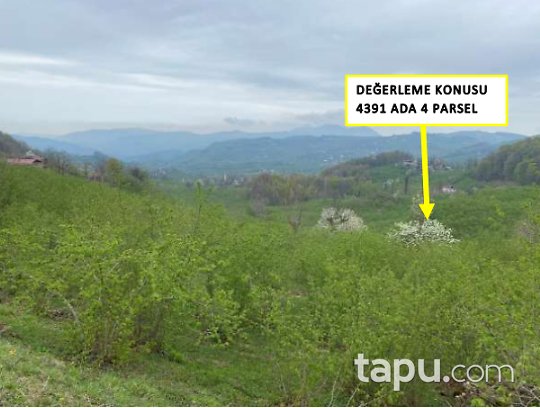 Ordu Ünye Tekkekiraz Köyü'nde Hisseli Fındık Bahçesi