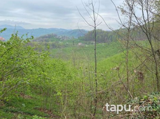 Ordu Ünye Tekkekiraz Köyü'nde Hisseli Fındık Bahçesi