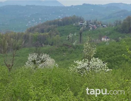 Ordu Ünye Tekkekiraz Köyü'nde Hisseli Fındık Bahçesi