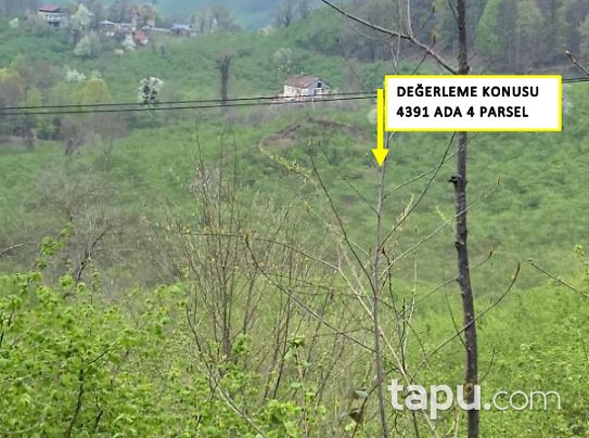 Ordu Ünye Tekkekiraz Köyü'nde Hisseli Fındık Bahçesi