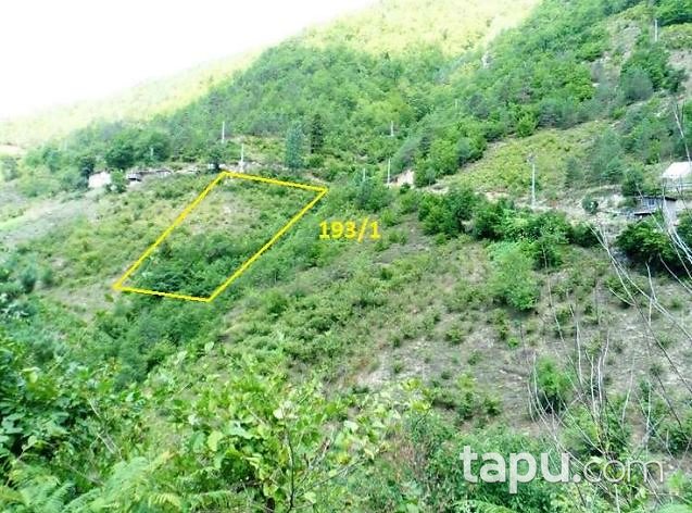 Artvin Borçka'da 6 Dönüm Fındık Bahçesi