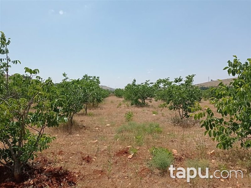 Gaziantep Şehitkamil Öğümsöğüt Mahallesi'nde 9 Dönüm Bağ