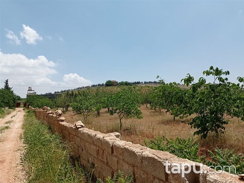 Gaziantep Şehitkamil Öğümsöğüt Mahallesi'nde 9 Dönüm Bağ