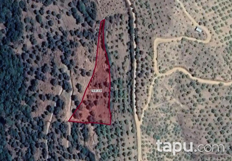 Aydın İncirliova'da Yatırımlık 4 Dönüm Zeytinlik
