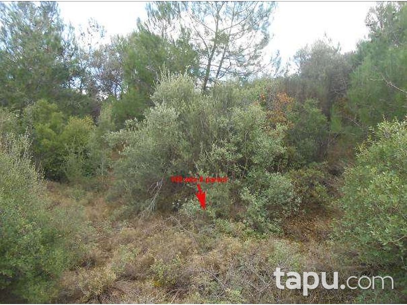 İzmir Kınık Karatekeli Köyü'nde 3.325 m2 Zeytinlik