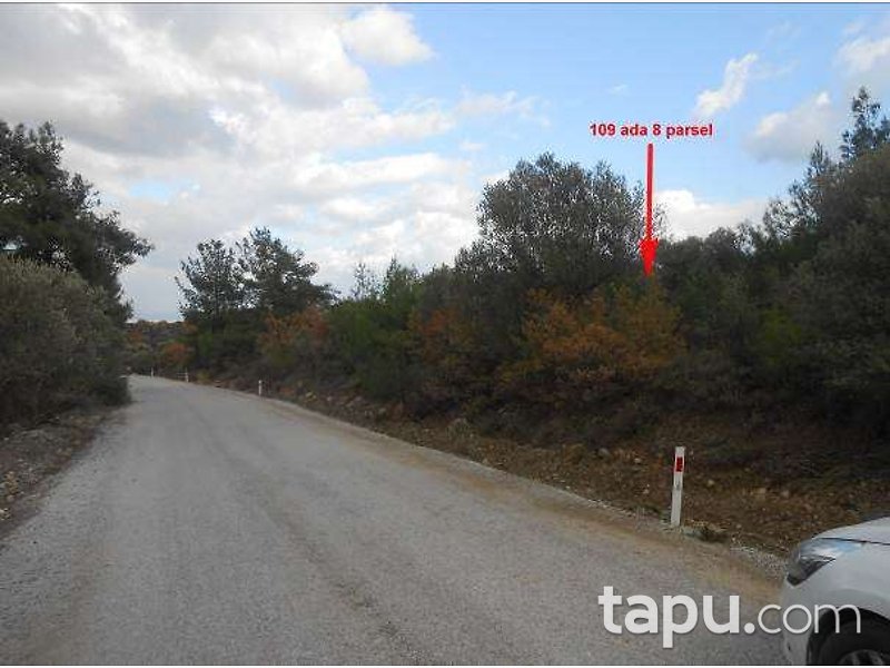 İzmir Kınık Karatekeli Köyü'nde 3.325 m2 Zeytinlik