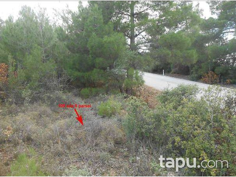 İzmir Kınık Karatekeli Köyü'nde 3.325 m2 Zeytinlik