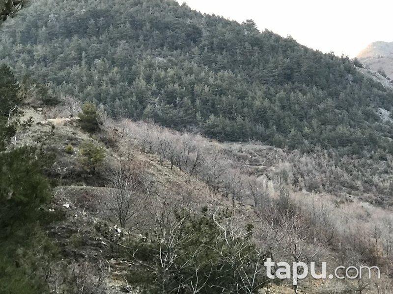 Aydın Efeler Yukarıkayacık Mahallesi'nde 4.386 m2 Kirazlık