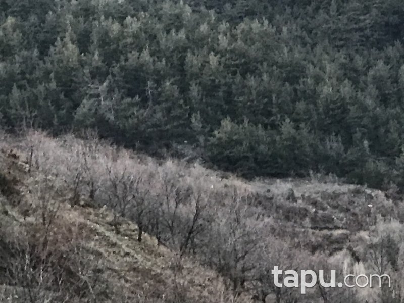 Aydın Efeler Yukarıkayacık Mahallesi'nde 4.386 m2 Kirazlık