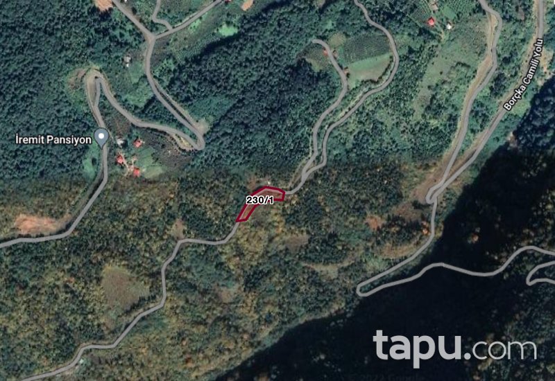 Artvin Borçka Düzenli Köyü'nde 3 Dönüm Fındık Bahçesi