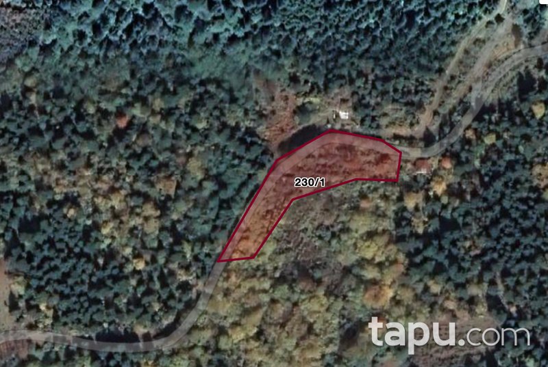Artvin Borçka Düzenli Köyü'nde 3 Dönüm Fındık Bahçesi