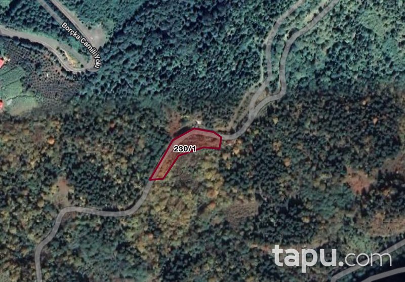 Artvin Borçka Düzenli Köyü'nde 3 Dönüm Fındık Bahçesi