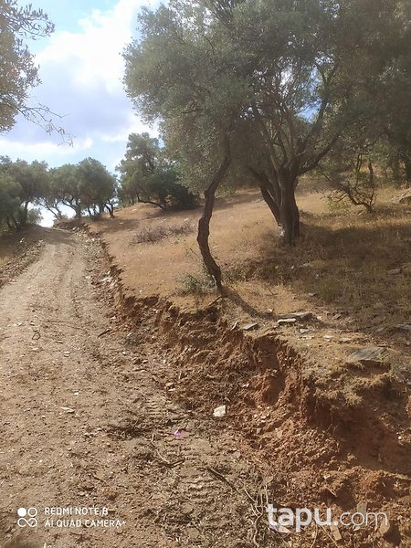 İzmir Bayındır'da 2893 m2 Zeytinlik