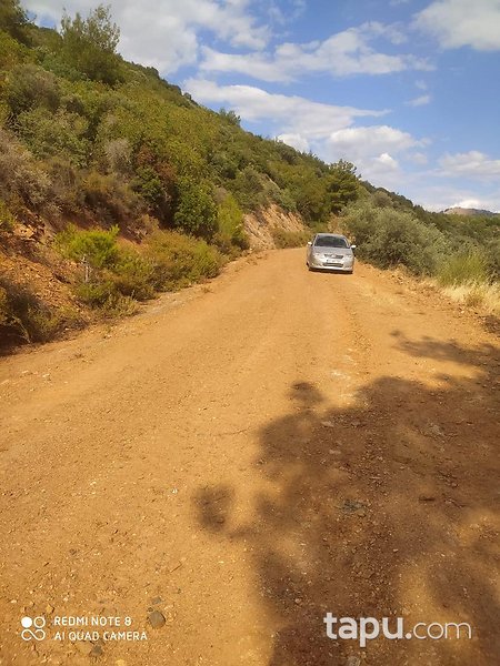 İzmir Bayındır'da 2893 m2 Zeytinlik