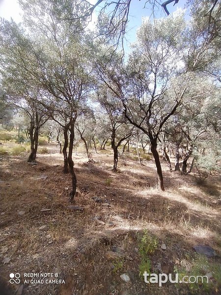 İzmir Bayındır'da 2893 m2 Zeytinlik