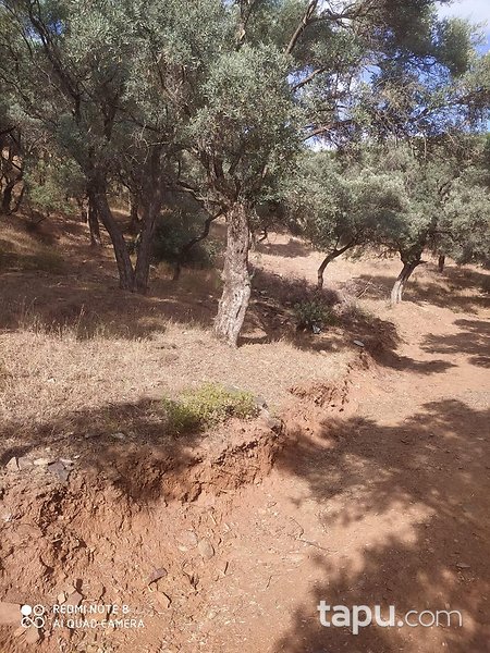 İzmir Bayındır'da 2893 m2 Zeytinlik