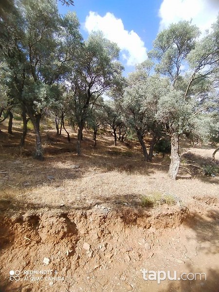İzmir Bayındır'da 2893 m2 Zeytinlik