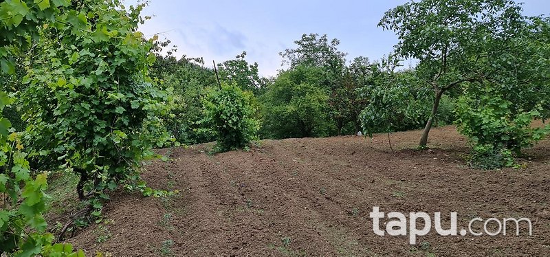 İnegöl Sarıpınar'da Köy Merkezine Yakın 3087m2 Yatırımlık Tarla