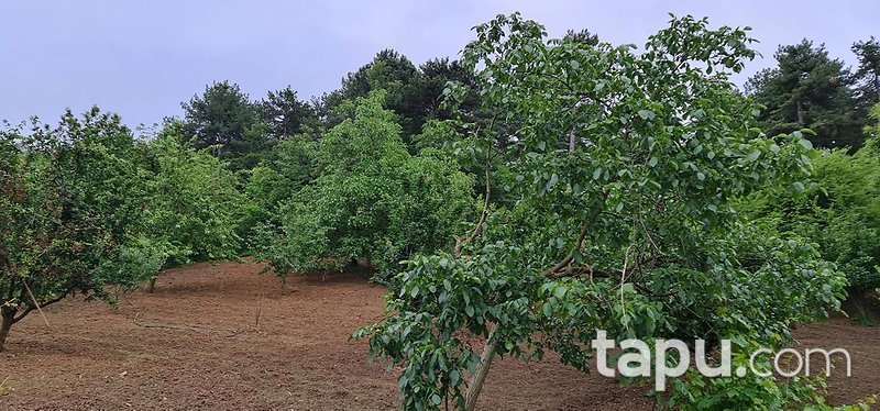 İnegöl Sarıpınar'da Köy Merkezine Yakın 3087m2 Yatırımlık Tarla