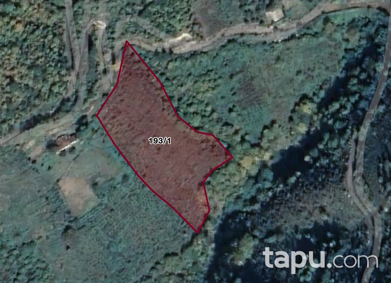 Artvin Borçka'da 6 Dönüm Fındık Bahçesi