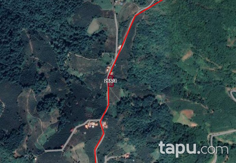 Samsun Çarşamba Eğridere Mahallesi'nde 1381 m2 Fındık Bahçesi