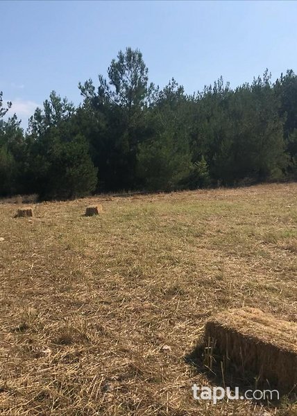Bursa Yenişehir'de Yerleşim Alanına Yakın 6 Dönüm Tarla