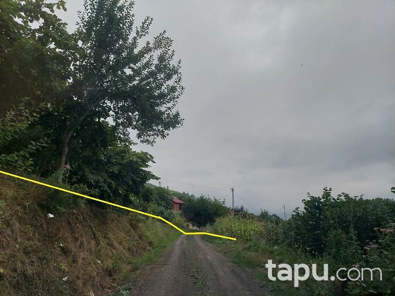 Akçaabat Kirazlık Mahallesi'nde 2.104 m2 Fındık Ağacı
