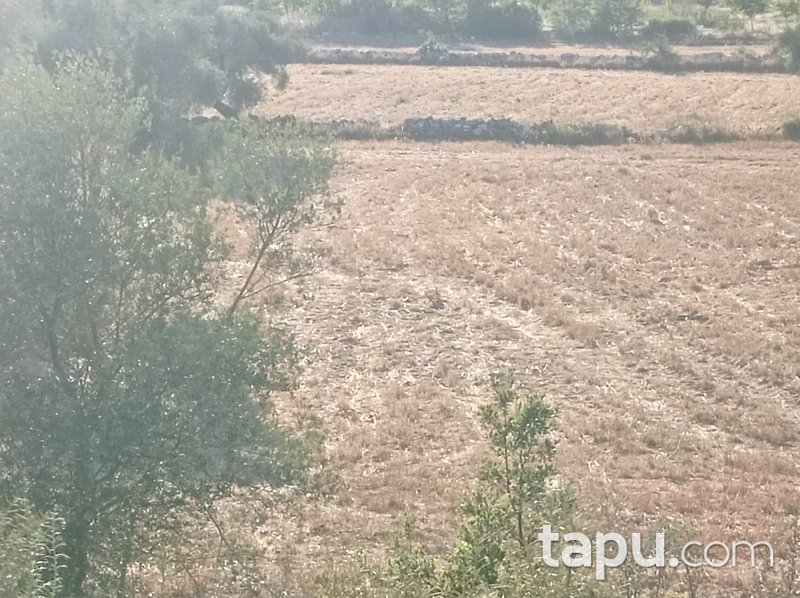 Karacahisar'da 6 Dönüm Tarla