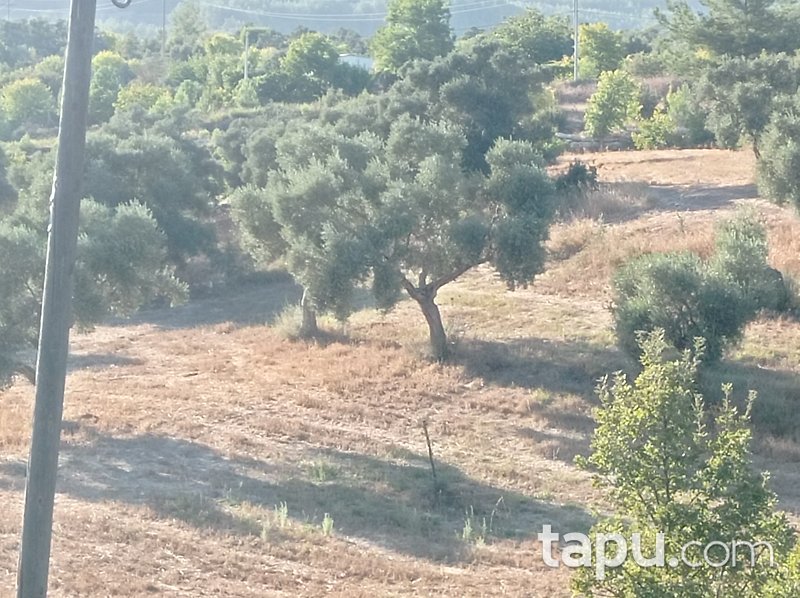 Karacahisar'da 6 Dönüm Tarla