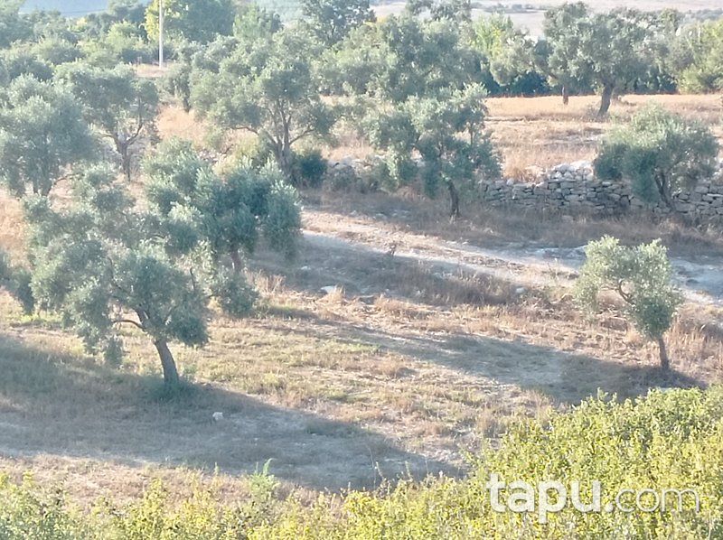 Karacahisar'da 6 Dönüm Tarla