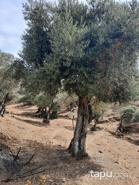 Bayındır Karahayıt'ta 1.059 m2 Zeytinlik