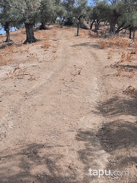 Bayındır Karahayıt'ta 1.059 m2 Zeytinlik