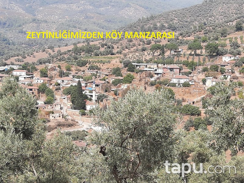 Bayındır Karahayıt'ta 1.059 m2 Zeytinlik
