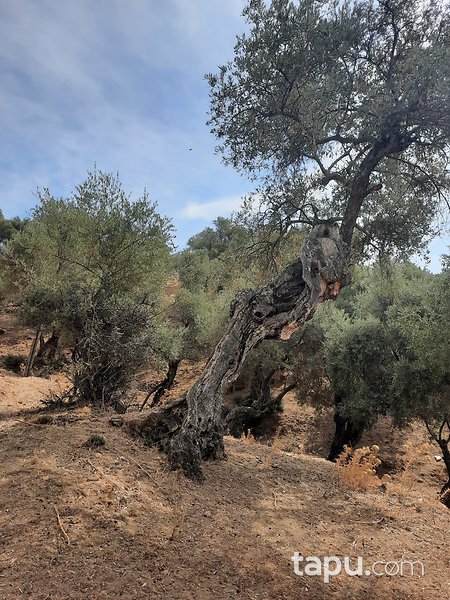 Bayındır Karahayıt'ta 1.059 m2 Zeytinlik