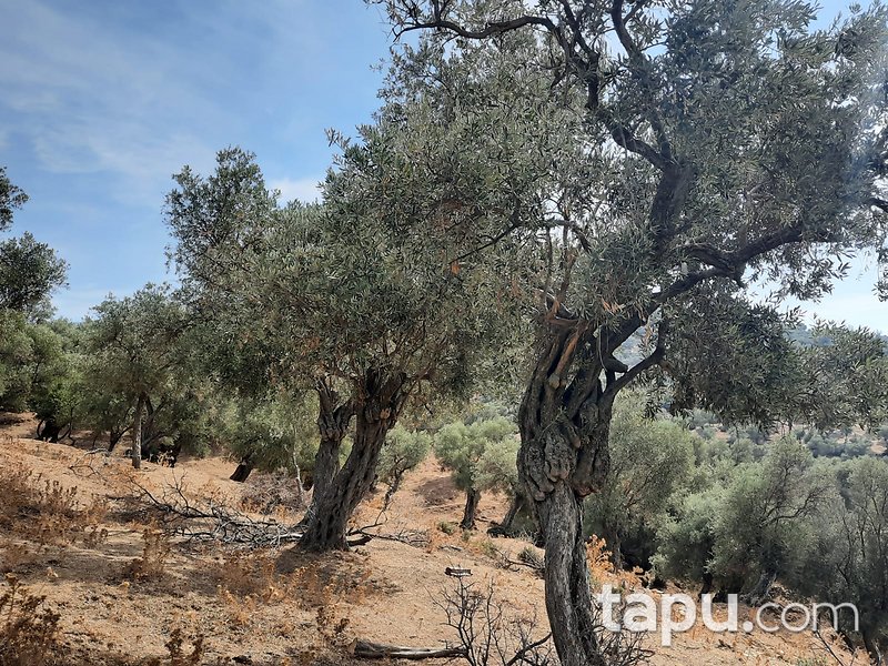 Bayındır Karahayıt'ta 1.059 m2 Zeytinlik