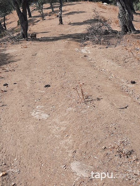 Bayındır Karahayıt'ta 1.059 m2 Zeytinlik