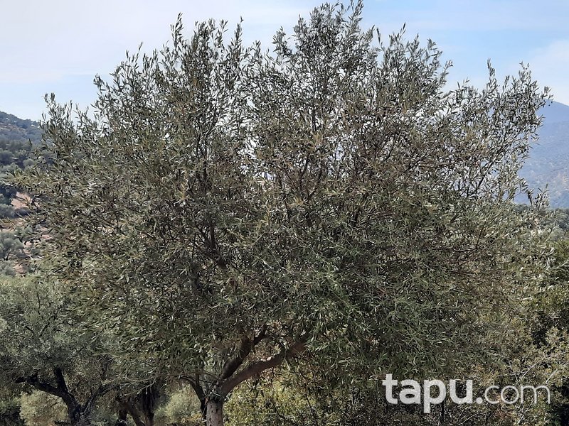 Bayındır Karahayıt'ta 1.059 m2 Zeytinlik