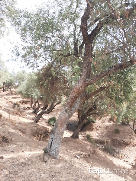 Bayındır Karahayıt'ta 1.059 m2 Zeytinlik