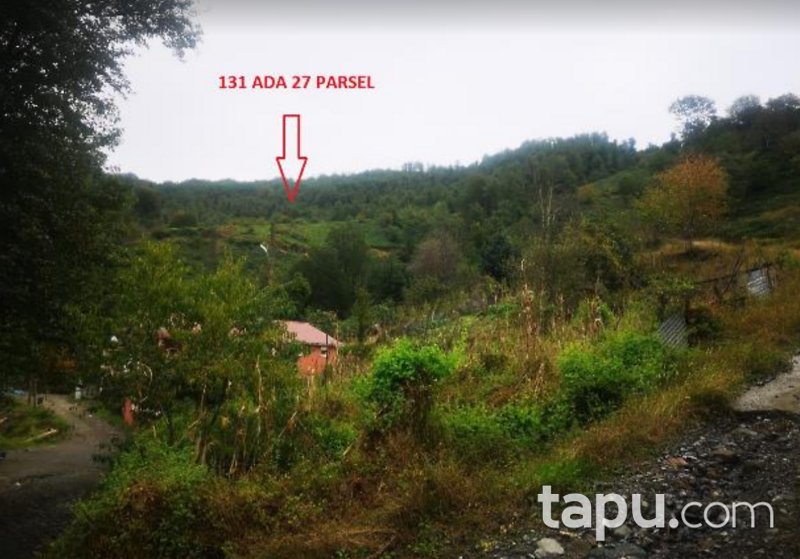 Artvin Hopa Başoba Köyü'nde 5.691 m2 Çay Bahçesi