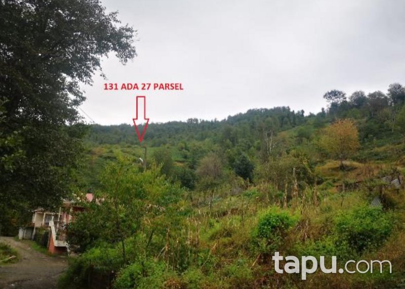 Artvin Hopa Başoba Köyü'nde 5.691 m2 Çay Bahçesi