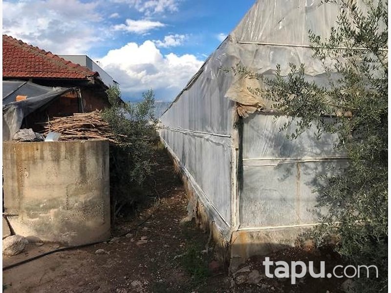 Kumluca Beykonak'ta Hisseli Tarla