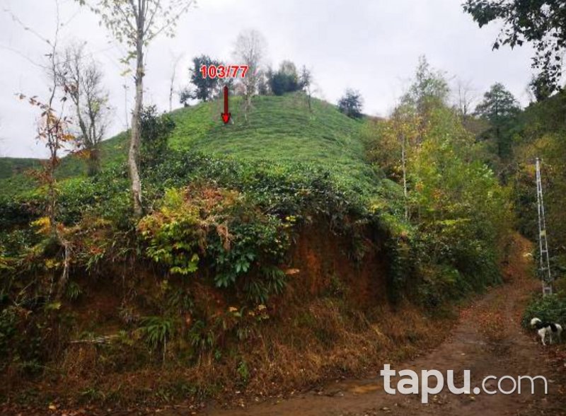 Rize Ardeşen Gündoğan Köyü'nde 2 Adet Çay Bahçesi