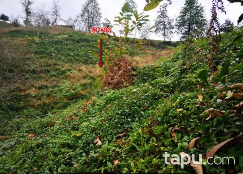 Rize Ardeşen Gündoğan Köyü'nde 2 Adet Çay Bahçesi