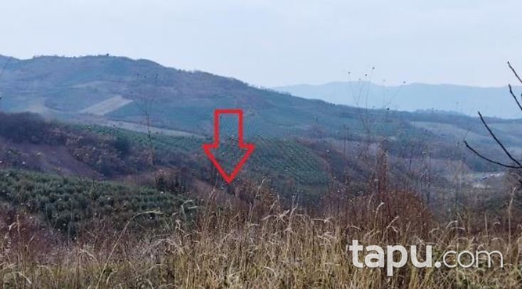 Bursa Gemlik Muratoba'da 8 Dönüm Zeytinlik