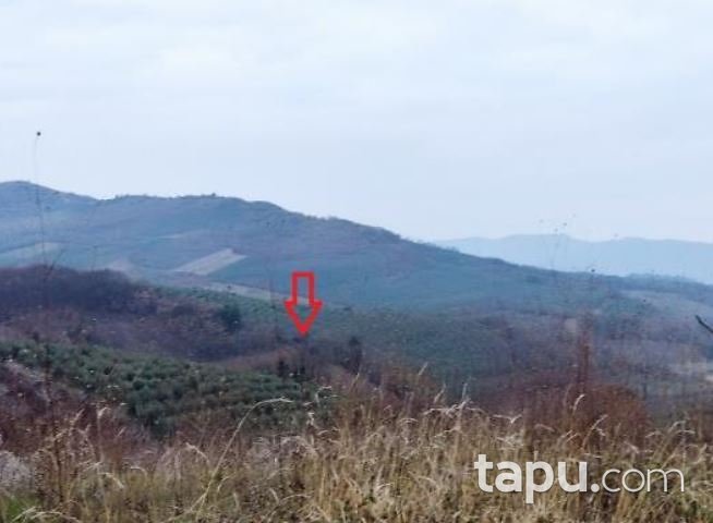 Bursa Gemlik Muratoba'da 8 Dönüm Zeytinlik