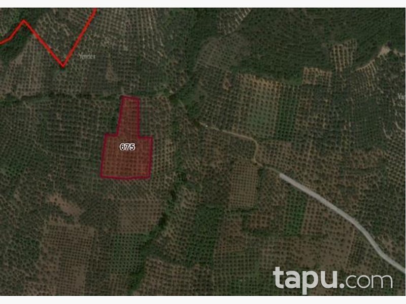 Bursa Orhangazi Üreğil'de 7500 m2 Zeytinlik