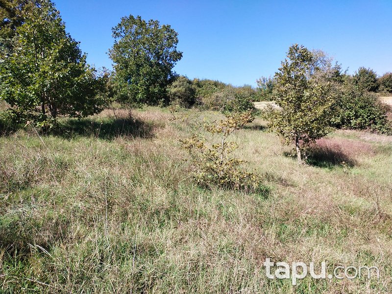 Çanakkale Biga Gürgendere 1950 m2 Yatırımlık Tarla