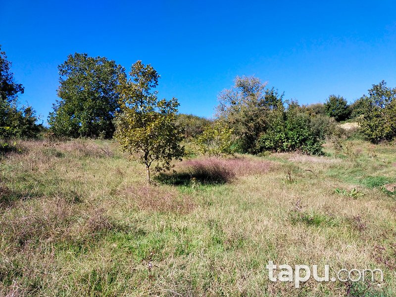 Çanakkale Biga Gürgendere 1950 m2 Yatırımlık Tarla